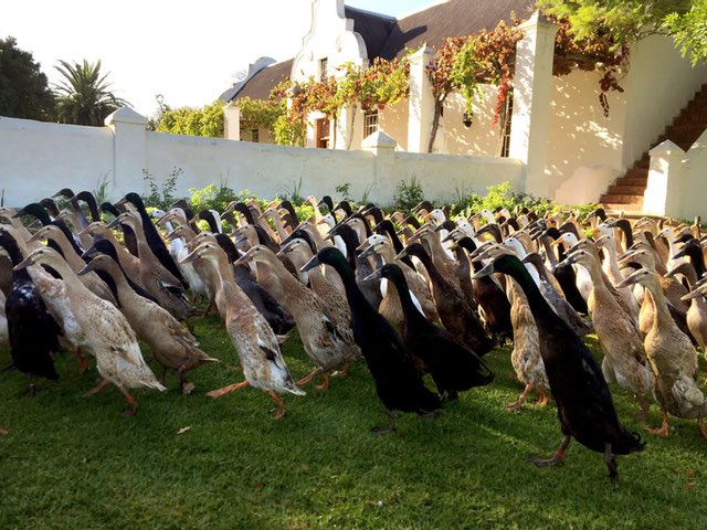 For this Vineyard, It’s Duck Duck, Booze