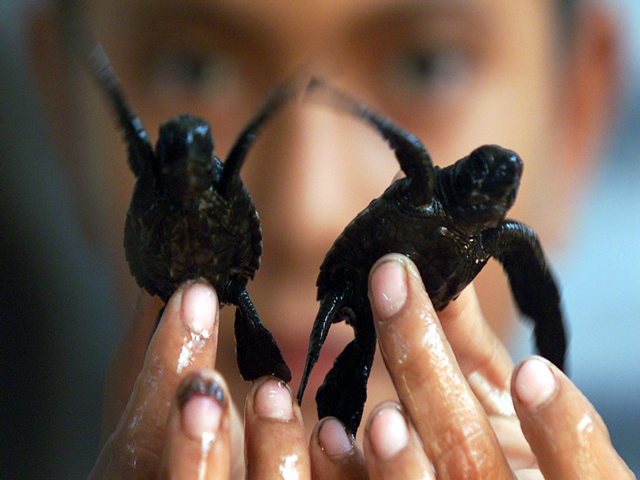 What I learned from ‘Breaking Bad’ about saving sea turtles